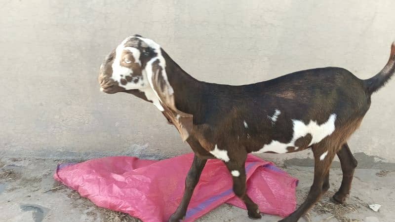 Amertiseri Beetal Goat kids ( Urgent for sale) 10