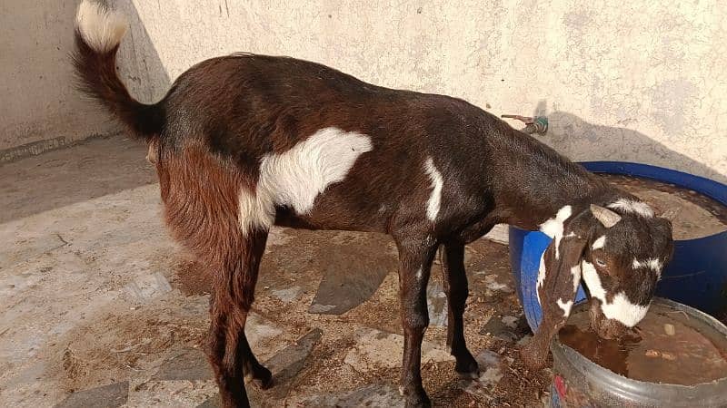 Amertiseri Beetal Goat kids ( Urgent for sale) 11