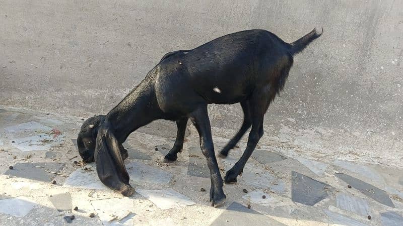 Amertiseri Beetal Goat kids ( Urgent for sale) 15