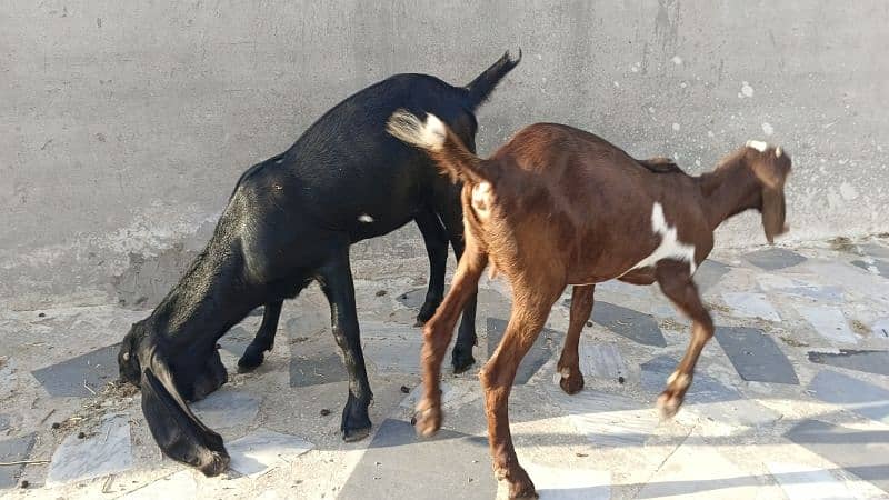 Amertiseri Beetal Goat kids ( Urgent for sale) 16