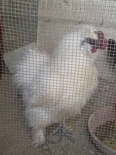silkie rooster for sale