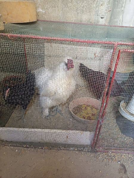 silkie rooster for sale 1