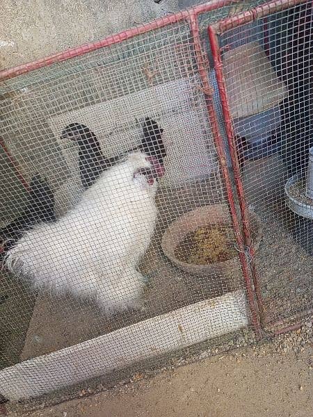 silkie rooster for sale 2