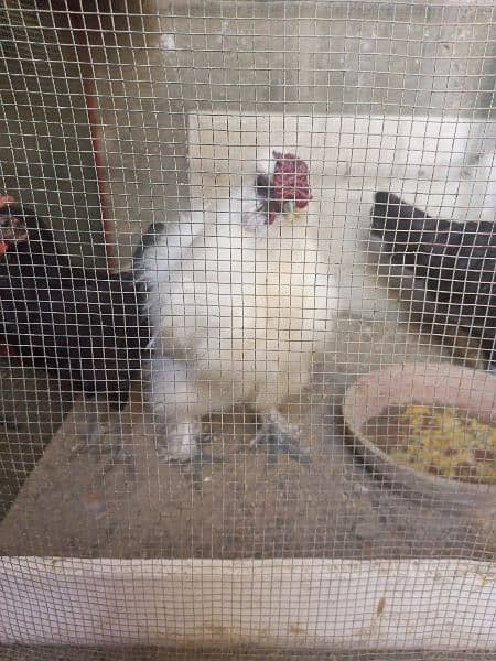 silkie rooster for sale 3