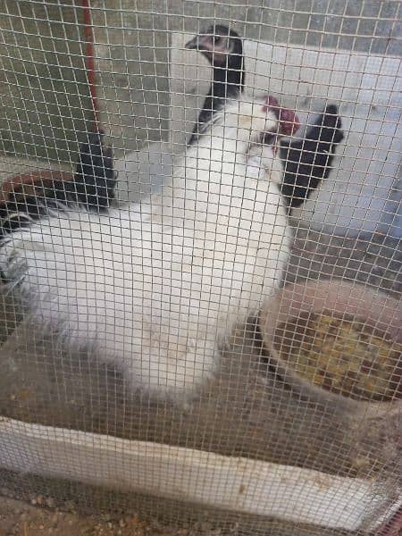 silkie rooster for sale 4