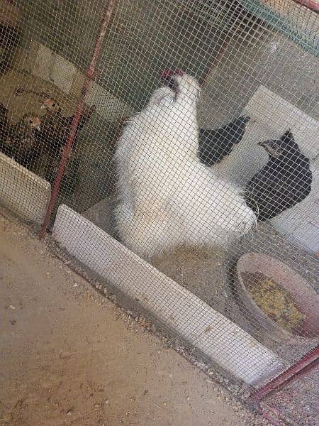 silkie rooster for sale 7