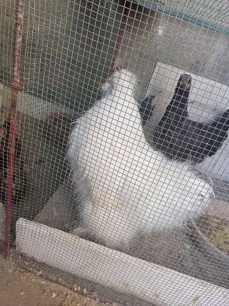 silkie rooster for sale 8