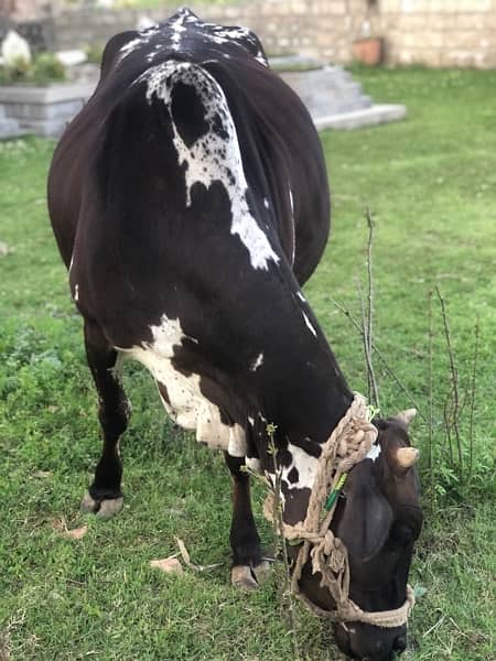 Cow For Sale 0