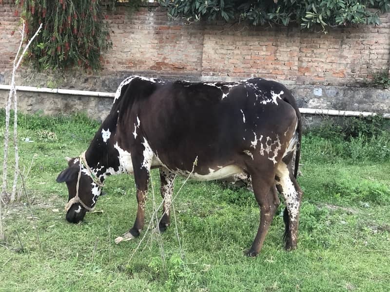 Cow For Sale 1
