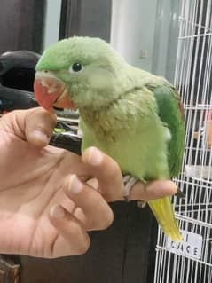 Raw Parrot Chick For Sale