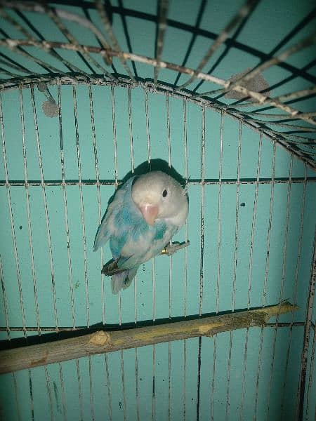 love birds breeder pairs and pathy for sale 1
