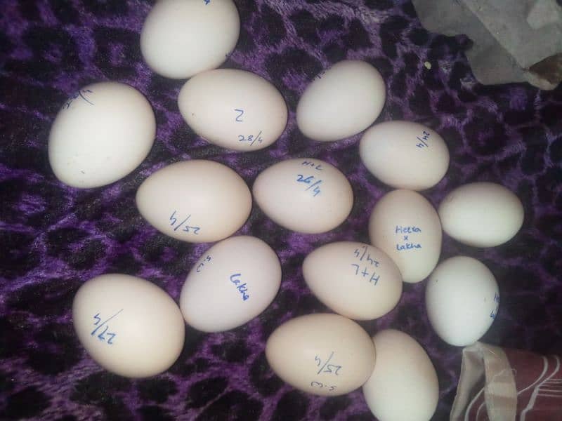 Aseel murgay or aseel fertile eggs available 4