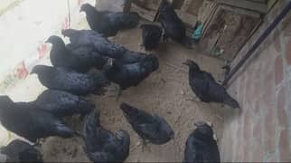 ayem cemani gray teng brider available 3 Male 5 female