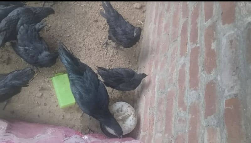 ayem cemani gray teng brider available 3 Male 5 female 1