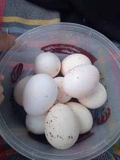 silkie eggs
