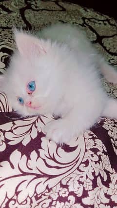50 days female Persian cat Blue eyes triple cott