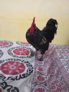fancy murga for sale hai only 5500 only intrested people text me