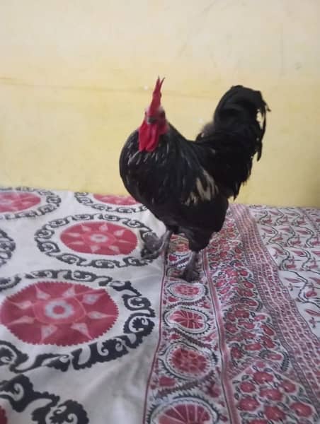 fancy murga for sale hai only 5500 only intrested people text me 0