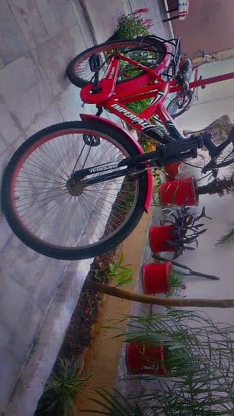 bicycle for sale brand new condition 3