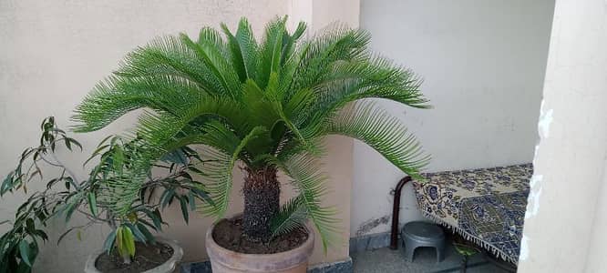 kangi palm