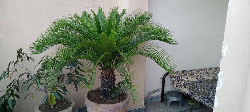 kangi palm 0