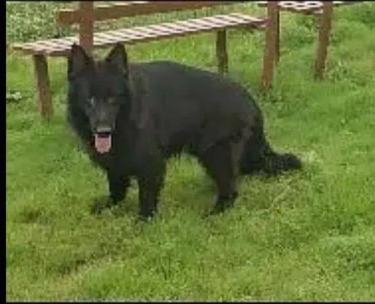 black German Shepherd Dog only for cross 2