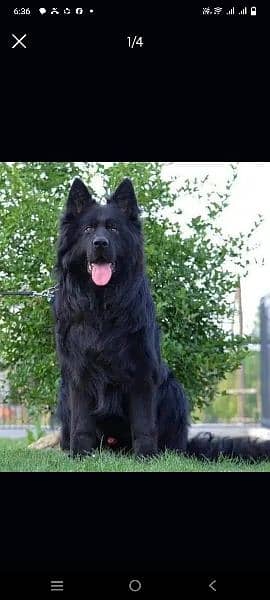 black German Shepherd Dog only for cross 3