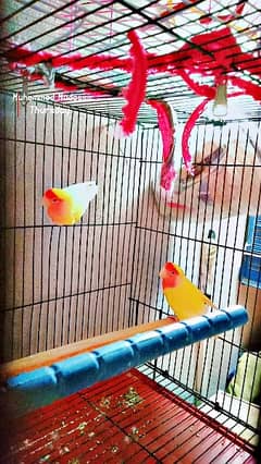 love birds (Latino) red eyes breader pair  parrot