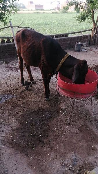 cow for sale 1