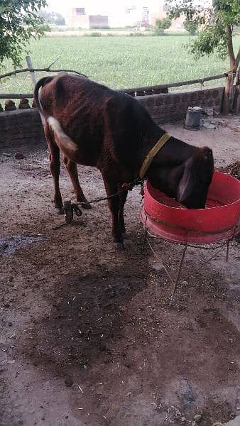 cow for sale 2