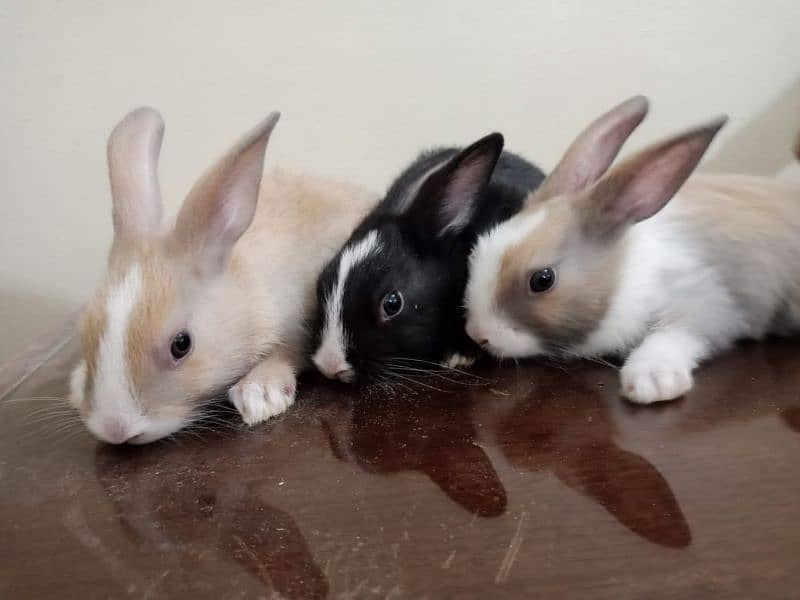 Rabbit Bunnies and Austrolorp chicks 3