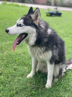 Husky for sale 03045947365