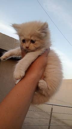 persian cats/trriple coated Persian cats/Persian kittens