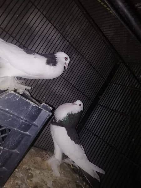 pouter pigeons urgent sale. 0
