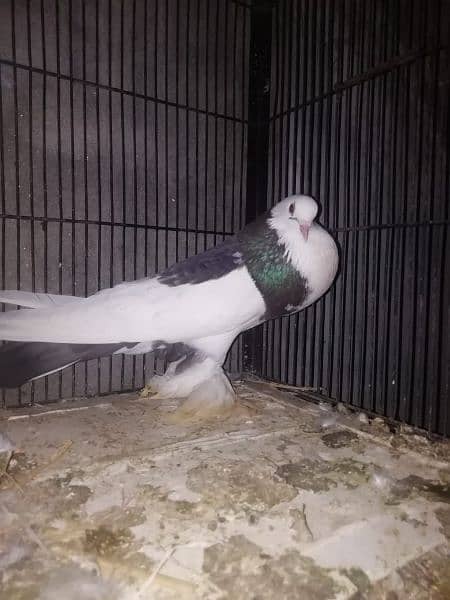 pouter pigeons urgent sale. 1