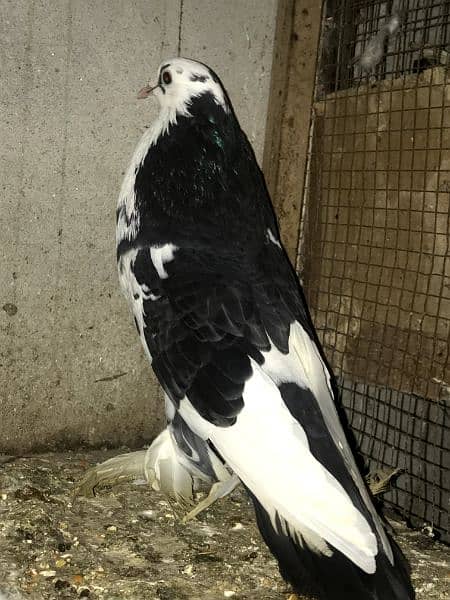 pouter pigeons urgent sale. 4