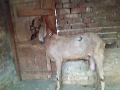 Big size pothwari beetal goat for sale