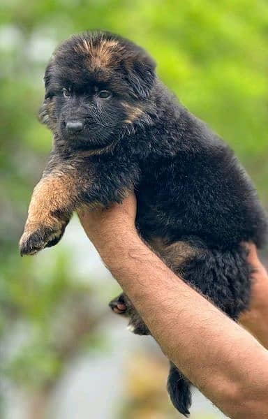 german shepherd long coat puppies 0