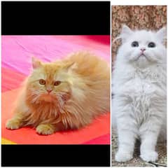 persion adult cats