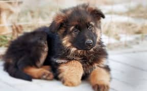 German Shepherd puppies Available