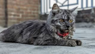 Persian Double Coat Female Cat for Sale | almost 5-month-old |