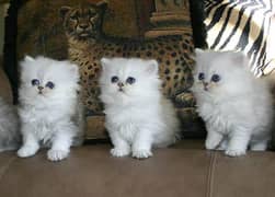 Persian kittens 0370-0502-245