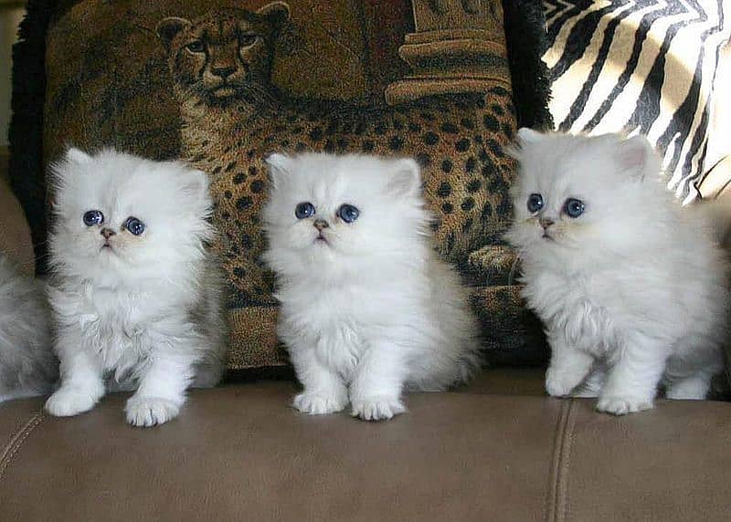 Persian kittens 0370-0502-245 0