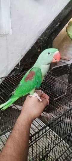 raw hand tame bird