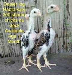shamo & Thai Trat & White  chick Aseel hens fix price