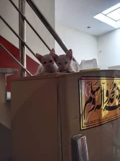 cat pair