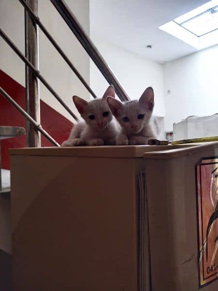 cat pair 2