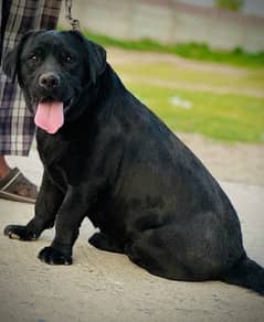 Labrador 9month female (family friend)