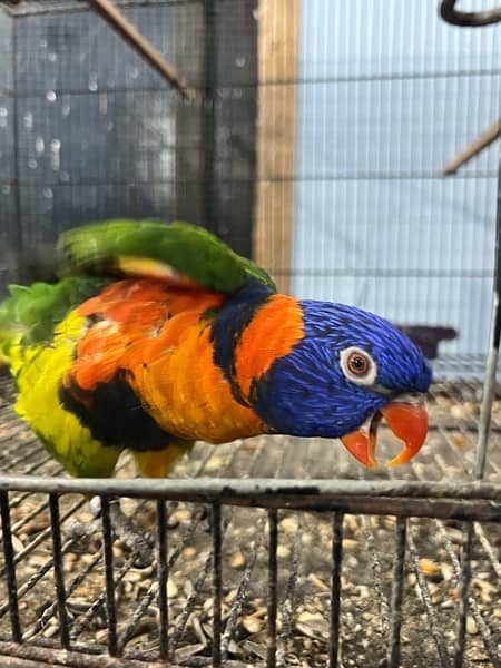 Lory confirm fertile male activity and healthy original pics attaged 2