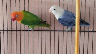 Lovebirds Pairs available